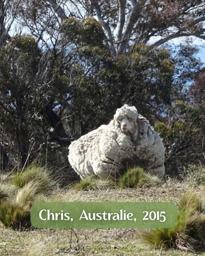 Chris le mouton